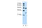Claudin 18 antibody, ARP41431_P050, Aviva Systems Biology, Western Blot image 