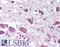 Hypocretin Neuropeptide Precursor antibody, LS-B31, Lifespan Biosciences, Immunohistochemistry paraffin image 