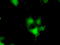 DNA excision repair protein ERCC-1 antibody, LS-C115201, Lifespan Biosciences, Immunofluorescence image 