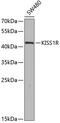 KISS1R antibody, 18-887, ProSci, Western Blot image 