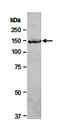 Argonaute RISC Component 1 antibody, orb67054, Biorbyt, Western Blot image 