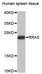 RAS Related antibody, STJ111396, St John