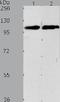 Nuclear Factor Of Activated T Cells 4 antibody, TA323878, Origene, Western Blot image 