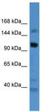 Coiled-Coil Domain Containing 87 antibody, TA344903, Origene, Western Blot image 