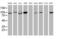Cullin-4B antibody, MA5-26445, Invitrogen Antibodies, Western Blot image 