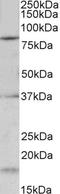 Potassium Voltage-Gated Channel Subfamily C Member 3 antibody, STJ72712, St John