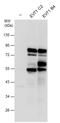 Enterovirus antibody, GTX132355, GeneTex, Western Blot image 