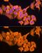 60S ribosomal protein L23 antibody, GTX64903, GeneTex, Immunofluorescence image 
