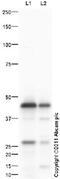 Chitinase-3-like protein 3 antibody, ab93034, Abcam, Western Blot image 