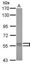 LYN Proto-Oncogene, Src Family Tyrosine Kinase antibody, NBP2-17189, Novus Biologicals, Western Blot image 