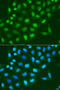 Histone H3 antibody, 18-615, ProSci, Immunofluorescence image 