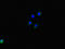 DmX-like protein 2 antibody, orb45241, Biorbyt, Immunofluorescence image 