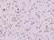 Mesencephalic Astrocyte Derived Neurotrophic Factor antibody, 11324-T26, Sino Biological, Immunohistochemistry frozen image 