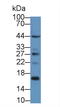 Protein S100-A16 antibody, LS-C374718, Lifespan Biosciences, Western Blot image 