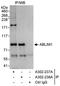 Actin Binding LIM Protein 1 antibody, A302-238A, Bethyl Labs, Immunoprecipitation image 