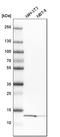 YbeY Metalloendoribonuclease antibody, HPA018162, Atlas Antibodies, Western Blot image 