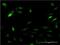 Proteasome activator complex subunit 2 antibody, H00005721-M01, Novus Biologicals, Immunofluorescence image 