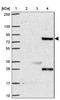 Nuclear Factor, Erythroid 2 Like 3 antibody, NBP2-30870, Novus Biologicals, Western Blot image 