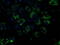 NADH:Ubiquinone Oxidoreductase Subunit A7 antibody, M10817-1, Boster Biological Technology, Immunofluorescence image 