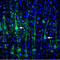 Solute Carrier Family 17 Member 7 antibody, GTX54870, GeneTex, Immunohistochemistry frozen image 