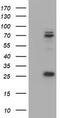 CCR4-NOT Transcription Complex Subunit 4 antibody, TA800050S, Origene, Western Blot image 