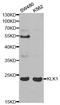 Kallikrein 1 antibody, STJ24329, St John