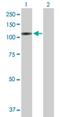 Vacuolar protein sorting-associated protein 54 antibody, H00051542-B01P, Novus Biologicals, Western Blot image 
