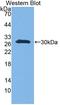 Ubiquitin-conjugating enzyme E2 S antibody, LS-C663482, Lifespan Biosciences, Western Blot image 