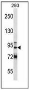GRIP And Coiled-Coil Domain Containing 1 antibody, AP51796PU-N, Origene, Western Blot image 