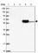 Chromosome 11 Open Reading Frame 80 antibody, HPA038933, Atlas Antibodies, Western Blot image 