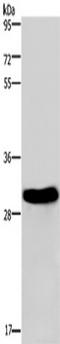 Four And A Half LIM Domains 2 antibody, TA349985, Origene, Western Blot image 