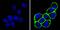 CD44 antibody, MA4400, Invitrogen Antibodies, Immunofluorescence image 
