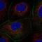 Angiomotin Like 2 antibody, NBP2-57184, Novus Biologicals, Immunofluorescence image 