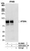 Autophagy Related 9A antibody, A305-223A, Bethyl Labs, Immunoprecipitation image 