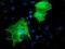 LIM And Cysteine Rich Domains 1 antibody, NBP2-00934, Novus Biologicals, Immunocytochemistry image 
