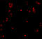 EGF Containing Fibulin Extracellular Matrix Protein 1 antibody, 5213, ProSci Inc, Immunofluorescence image 