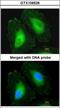 Crystallin Beta A4 antibody, GTX109526, GeneTex, Immunofluorescence image 