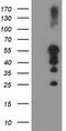 PTPN1 antibody, TA503188, Origene, Western Blot image 