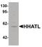 Hedgehog Acyltransferase Like antibody, PA5-34355, Invitrogen Antibodies, Western Blot image 