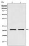 AKAP14 antibody, M15886, Boster Biological Technology, Western Blot image 