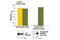 EGFR antibody, 7911C, Cell Signaling Technology, Enzyme Linked Immunosorbent Assay image 