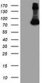 F-Box Protein 21 antibody, TA503941S, Origene, Western Blot image 