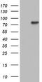NEDD4 Binding Protein 2 Like 2 antibody, CF804204, Origene, Western Blot image 