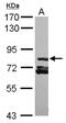 Rab11 family-interacting protein 3 antibody, NBP2-20034, Novus Biologicals, Western Blot image 