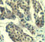 Cyclin B1 antibody, AP0287, ABclonal Technology, Immunohistochemistry paraffin image 