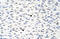 Small nuclear ribonucleoprotein F antibody, ARP40447_T100, Aviva Systems Biology, Immunohistochemistry frozen image 