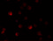Pappalysin-2 antibody, 6019, ProSci, Immunofluorescence image 
