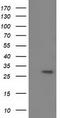 Bridging Integrator 3 antibody, TA501910, Origene, Western Blot image 