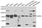 Acetylserotonin O-Methyltransferase Like antibody, A7021, ABclonal Technology, Western Blot image 