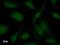 Protein Phosphatase 1 Regulatory Subunit 13 Like antibody, LS-C342543, Lifespan Biosciences, Immunofluorescence image 